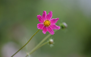 Pink flower yellow center blurry 2 - green free wallpaper