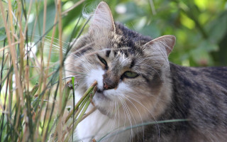 Cat grass eating ecological art - grass free wallpaper