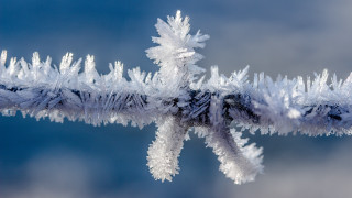 Branch ice blue sky macro - temporary free wallpaper