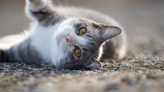 Cat back yellow eyes sky - eye free wallpaper