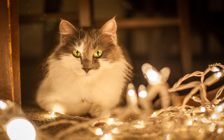 Black cat christmas lights mirror - christmas free wallpaper
