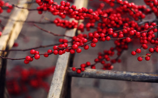 Branch berries closeup nature macro - red berry free wallpaper