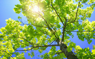 Sunshine through leaves bench park - branch free wallpaper