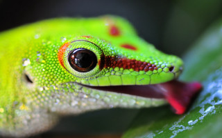 Green lizard red stripe leaf 2 - its chest free wallpaper