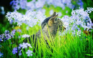 Cat field blueflowers blurry impressionist - impressionist free wallpaper