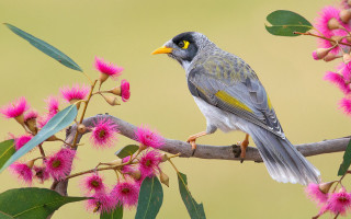 Bird branch pinkflowers greenbackground macro - a green background behind free wallpaper
