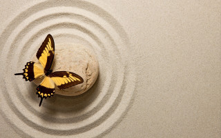 Blue butterfly on rock liminal 2 - top of a rock free wallpaper