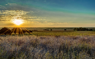 Sunset cows field lake mountains - a few cow free wallpaper