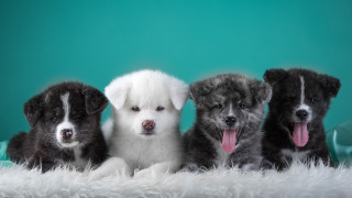 Dogs group white blanket green - a blue wall free wallpaper