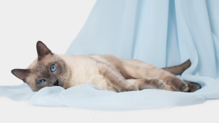 Siamese cat blue sheet curious - curious free wallpaper