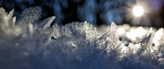 Snow forest skiing moonlight nature - macro photography free wallpaper