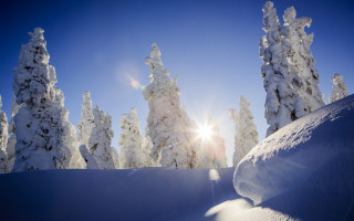 Snowboarder slope trees sunlight lens - the cloud free wallpaper