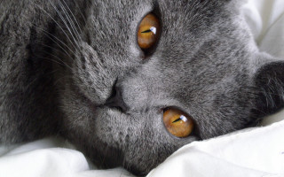Cat brown eyes bed white - white sheet free wallpaper