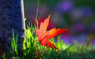 Leaf tree grass autumn ecological - the grass and grass free wallpaper