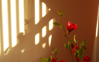 Vase flowers table window blinds - a vase free wallpaper