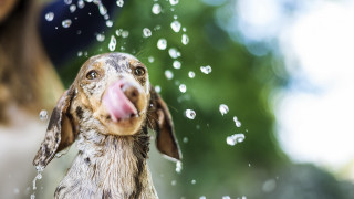 Dog bath fountain water droplets - elke vogelsang free wallpaper