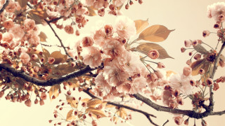 Branch pinkflowers sky background flowers - pink flower and leaves free wallpaper