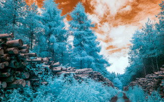 Autumn forest trees logs stream - lot of trees free wallpaper