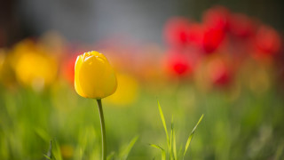 Yellow tulip red flower blurry - single free wallpaper