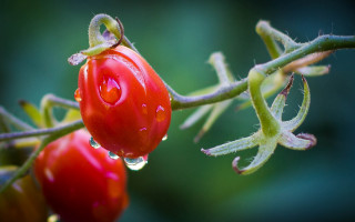 Water droplets plant macro green - a close up of a plant free wallpaper