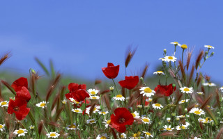 Wildflowers daisies blue sky clouds - a blue sky in the background free wallpaper for desktop