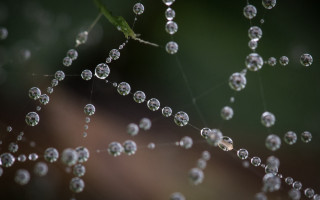 Dewdrop spiderweb green leaf macro - a spider web free wallpaper