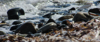 Beach rocks seaweed wave shallow - bascove free wallpaper