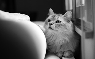 Cat couch window camera remote - remote free wallpaper