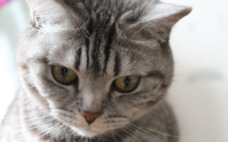 Cat serious look closeup animals - a serious look free wallpaper