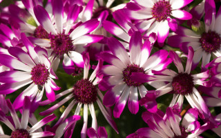 Pink white flower bouquet macro - a white center free wallpaper