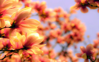 Pink flower tree bokeh autumn - a close up of a tree free wallpaper
