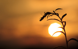 Plant sunset macro sky silhouette - a cloudy sky in the background free wallpaper