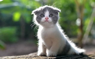 Small kitten on log outdoors - a blurry background of trees and bushes free wallpaper