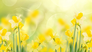 Yellow flower butterfly bokeh field - yellow flower free wallpaper