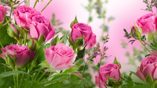 Pink roses vase green leaves 4 - a vase free wallpaper