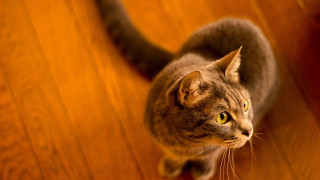 Curious cat wooden floor tilt - a wooden floor free wallpaper