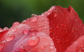 Red flower water droplets macro 32 - a red flower free wallpaper
