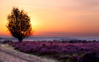 Sunset tree trail landscape autumn - beautiful free wallpaper