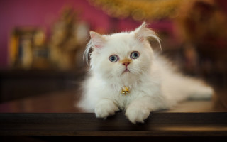 White cat blue eyes mirror - a mirror in the background free wallpaper