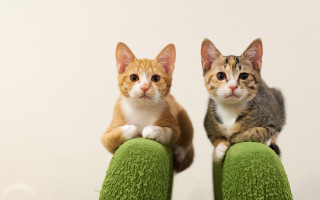 Two cats green couch symmetrical - incoherent free wallpaper