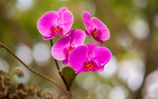 Pink flower bokeh lotus nature - cheng shifa free wallpaper