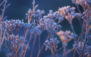 Flowers blurry background autumn macro - soft free wallpaper