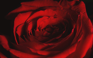 Red rose closeup black background - a red rose free wallpaper for desktop
