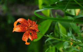 Flower grass water butterfly bokeh - derek chittock free wallpaper