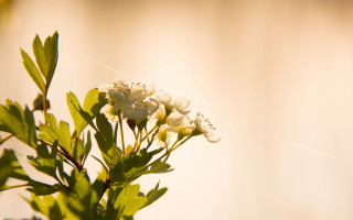 White flower green leaves vase - a vase free wallpaper