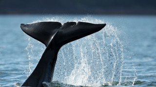 Whale tail spouting ocean mountain - anne nasmyth free wallpaper
