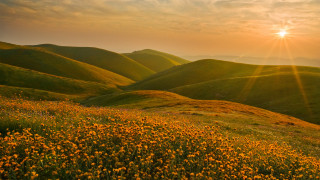 Flowers hills sunset autumn beach - a field of flowers free wallpaper