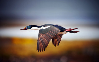 Bird flying wings spread blurry 2 - wing free wallpaper