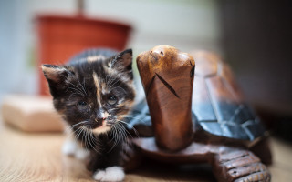 Kitten turtle statue potted plant - beatrix potter free wallpaper