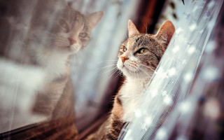 Cat reflection window mirror shiba - reflection free wallpaper